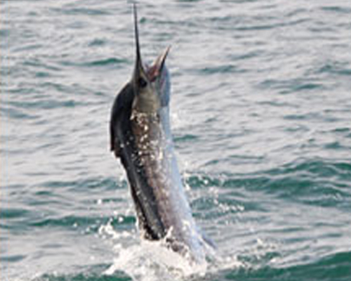 fish jumping out of the water